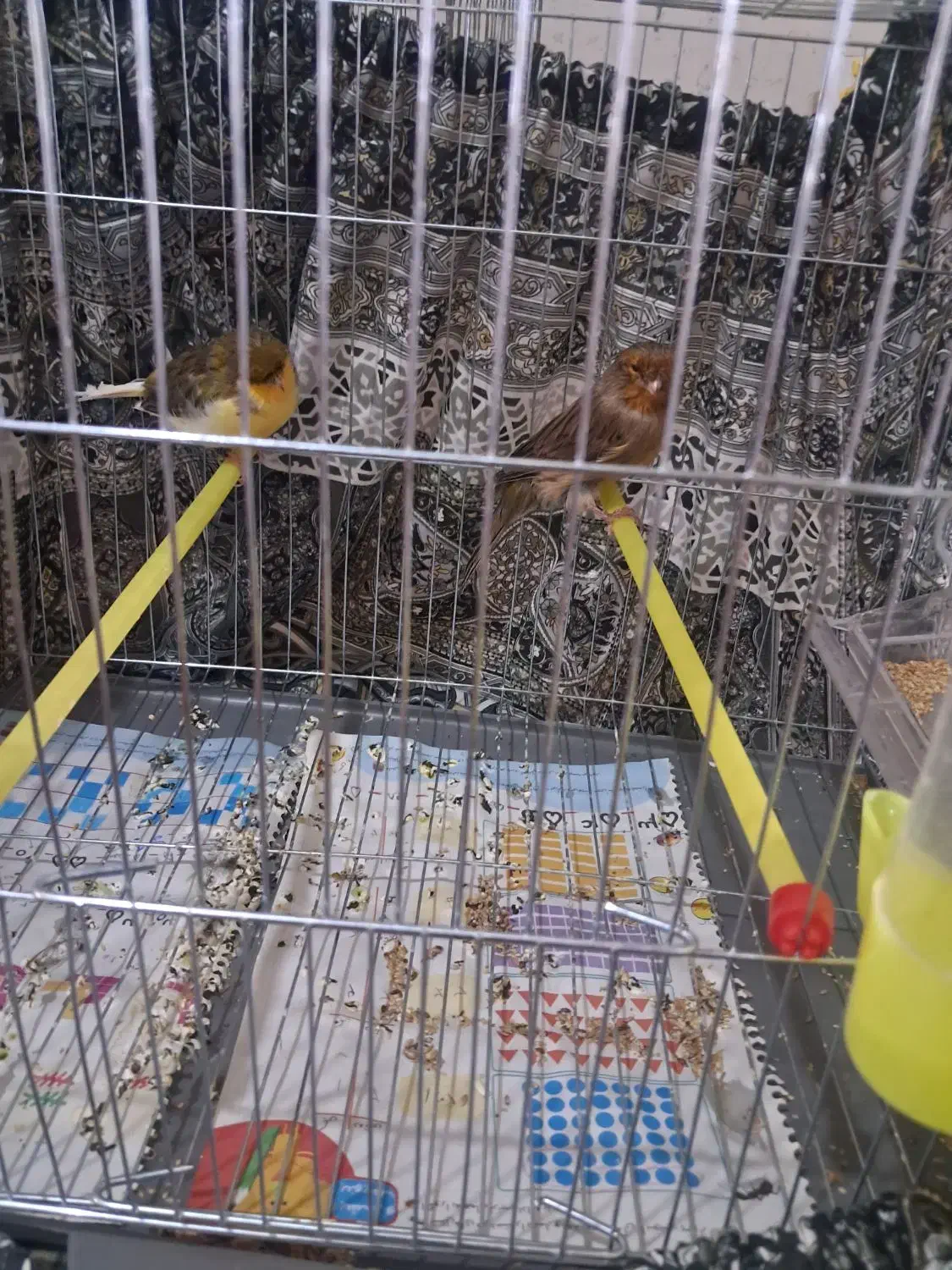 قناری جفت کرست|پرنده|اصفهان, نقش جهان|دیوار