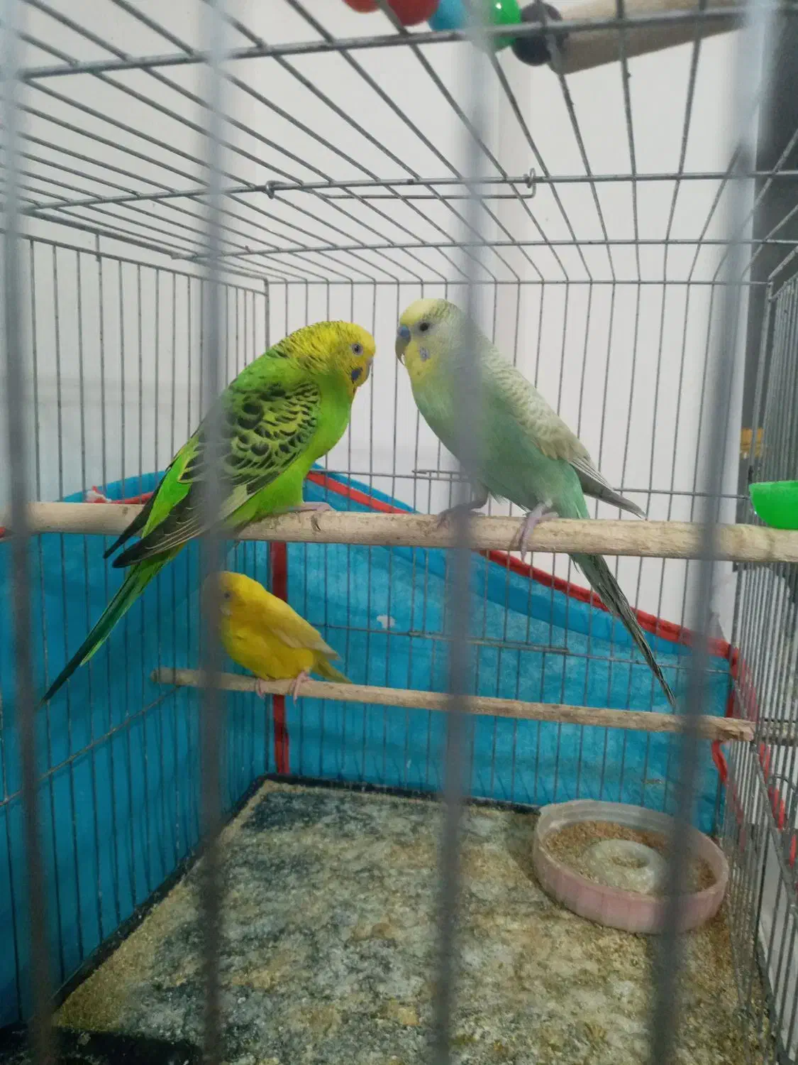 سه عدد مرغ عشق مناسب برای جوجه کشی|پرنده|جغتای, |دیوار