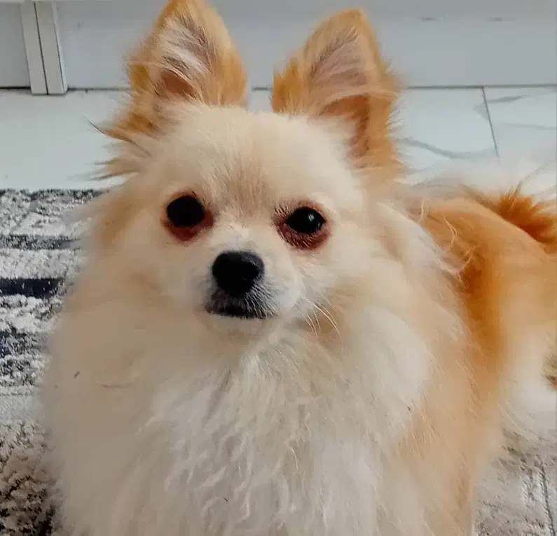 سگ پامر روباهی|سگ|رشت, چله خانه|دیوار