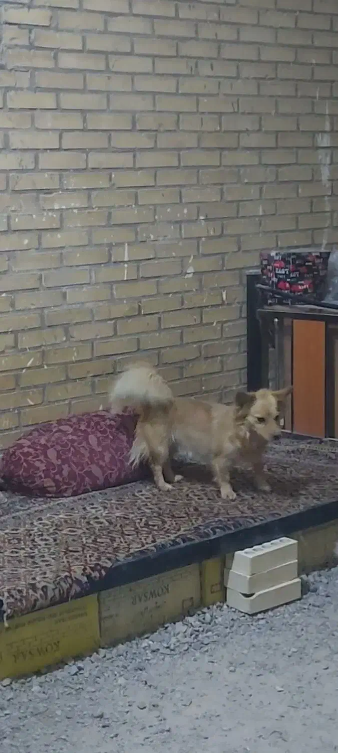 پامرروباهی باکلبه سگ|سگ|بندر امام خمینی, |دیوار