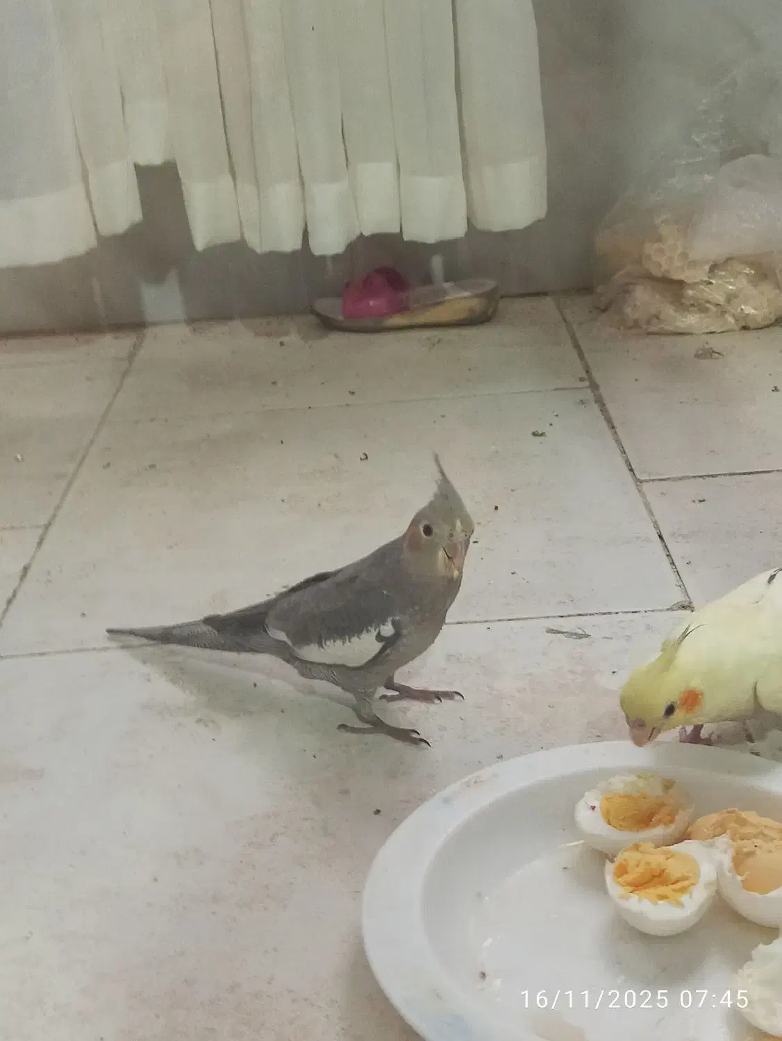 چهارتا عروس هلندی دو ماهه|پرنده|هشتگرد, شهرک پارسیان|دیوار