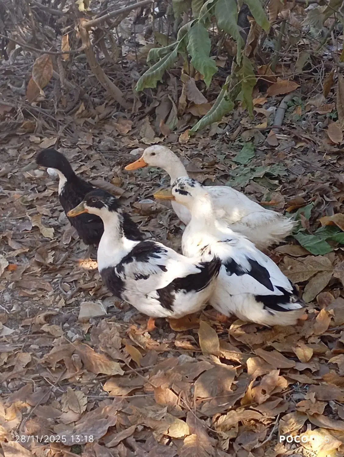 چهار اردک ۹۰۰|حیوانات مزرعه|یاسوج, |دیوار