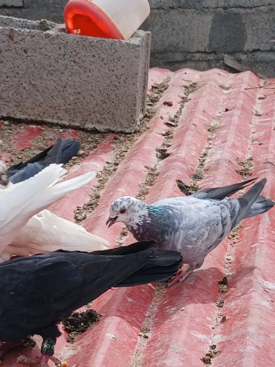 کبوتر|پرنده|جیرفت, |دیوار