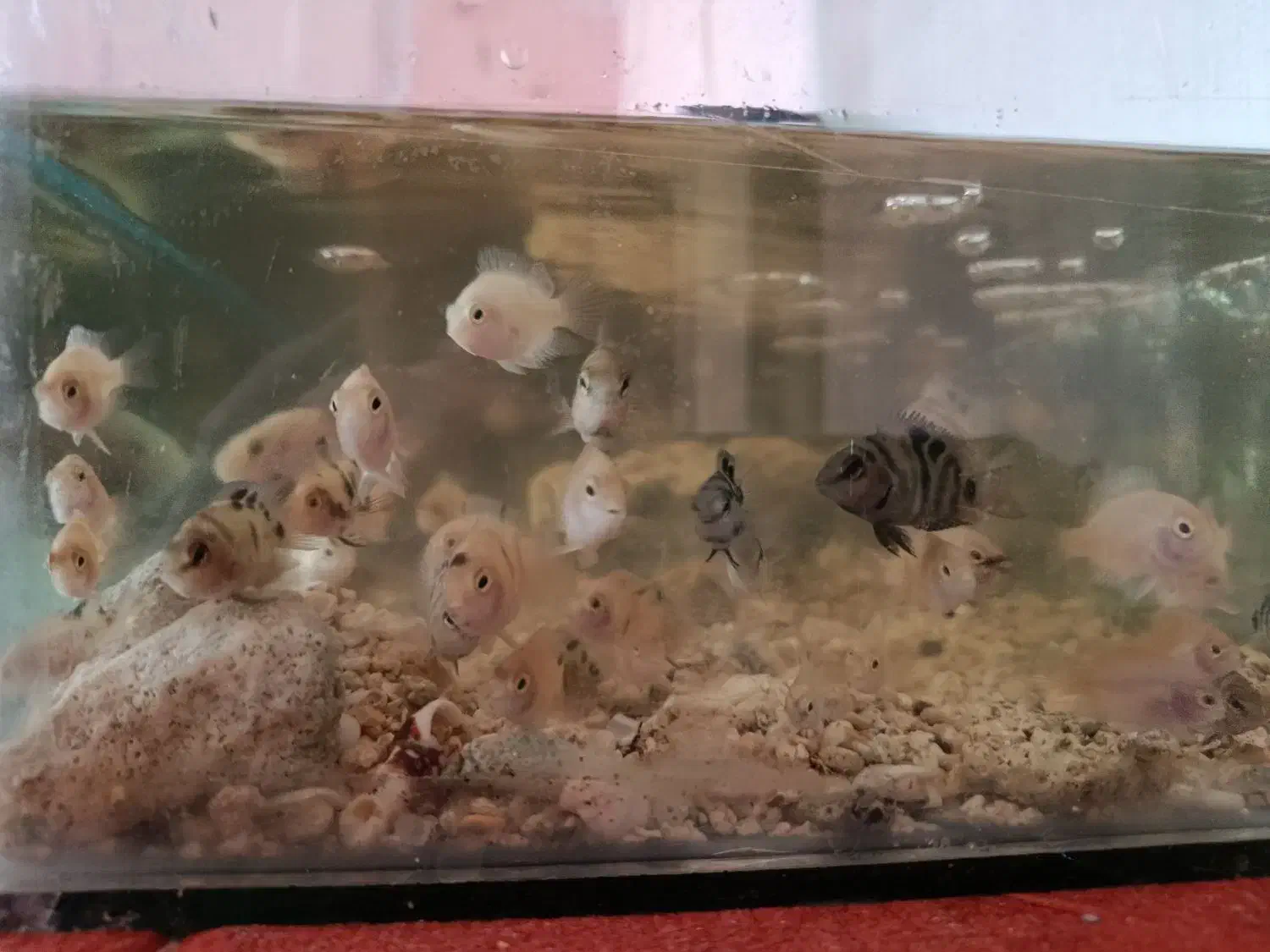 آکواریوم ماهی سیچلاید|ماهی|تربت‌حیدریه, بوستان باغ ملی|دیوار