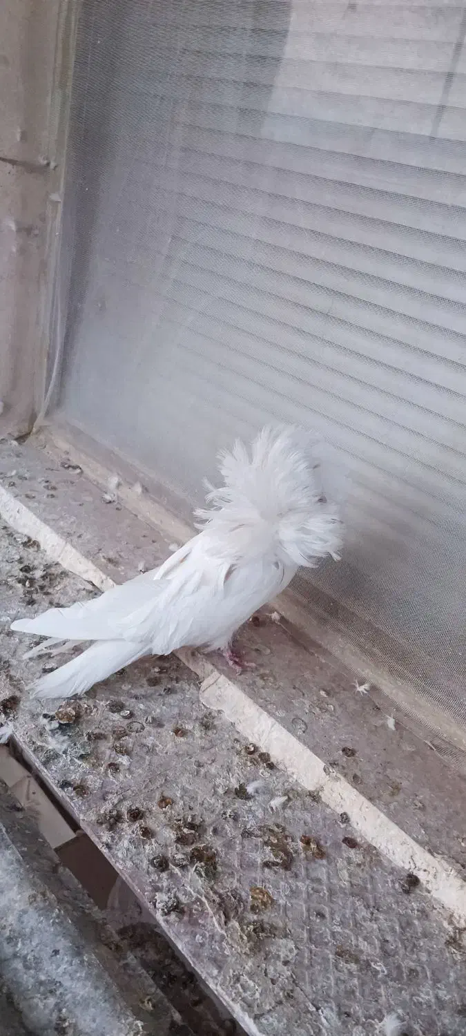 کبوتر شامپیون و سفید کاکلی پرشی|پرنده|کاشان, راوند|دیوار