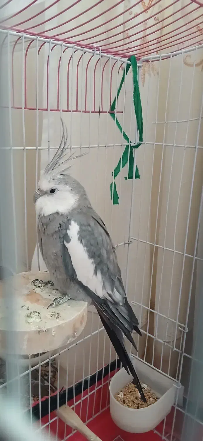 عروس هلندی|پرنده|خزل, |دیوار