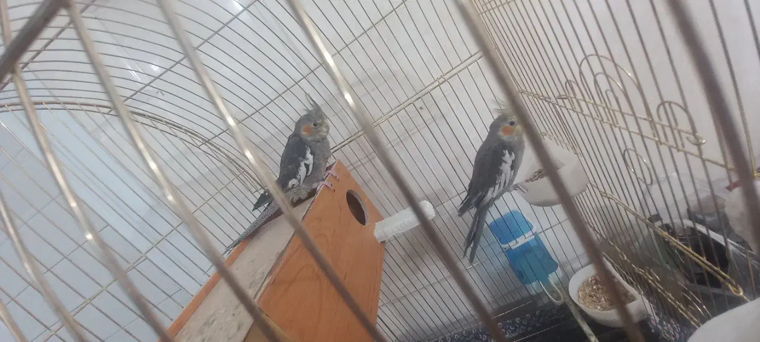 عروس هلندی|پرنده|زاهدان, |دیوار