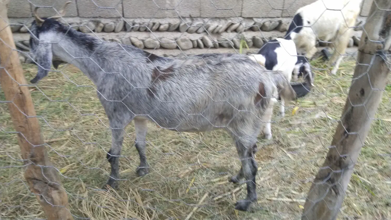 فروش چند راس بز ماده|حیوانات مزرعه|قصرقند, |دیوار