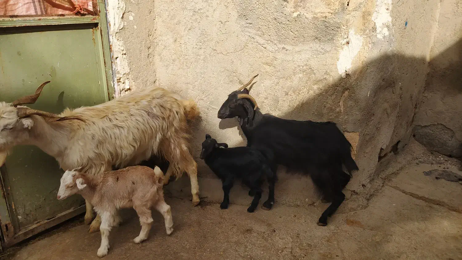 بزبزغاله|حیوانات مزرعه|کرمانشاه, |دیوار