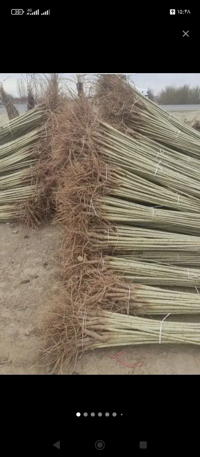 نهالستان الوین تولید کننده انواع نهال|خدمات باغبانی و درختکاری|شهر بابک, |دیوار