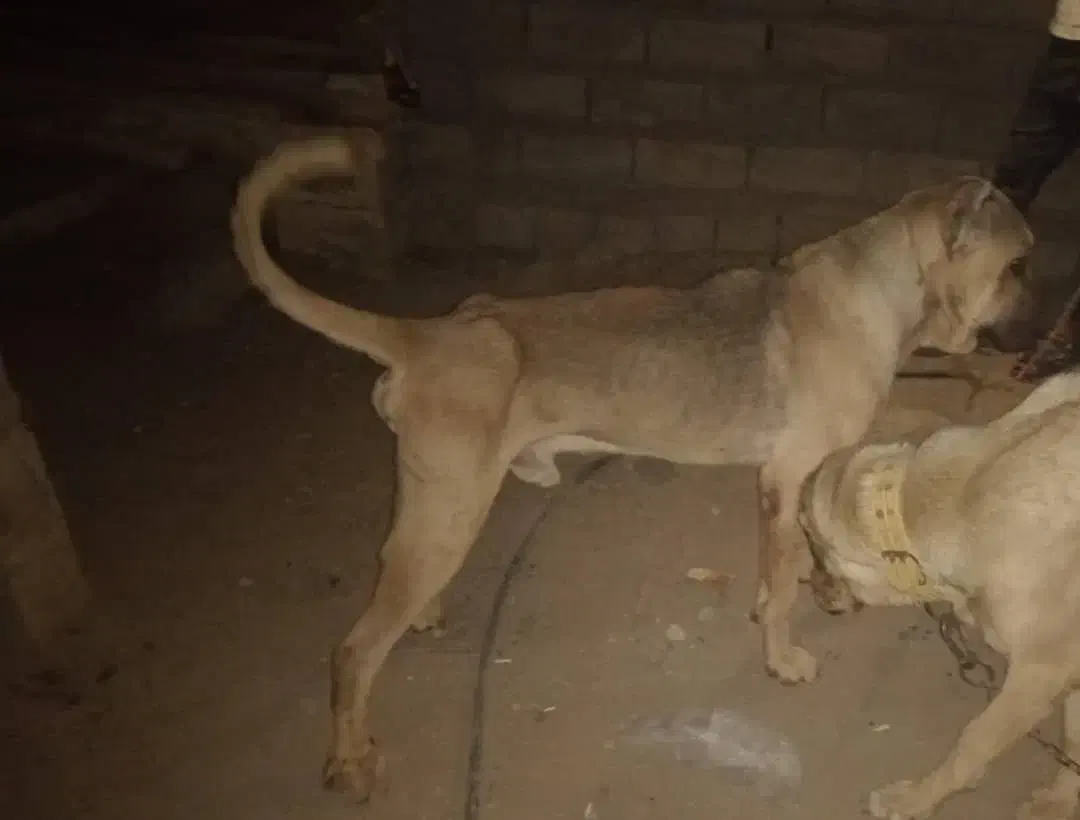 آگهی بخون|سگ|بهبهان, |دیوار