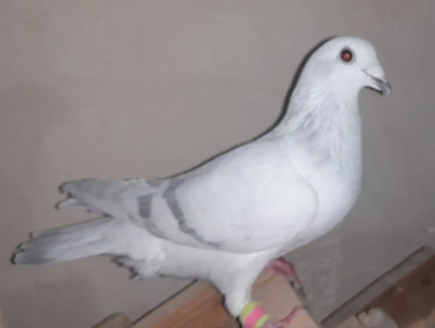 دم سفید و پاکستانی|پرنده|تربت‌حیدریه, بالا ولایت|دیوار