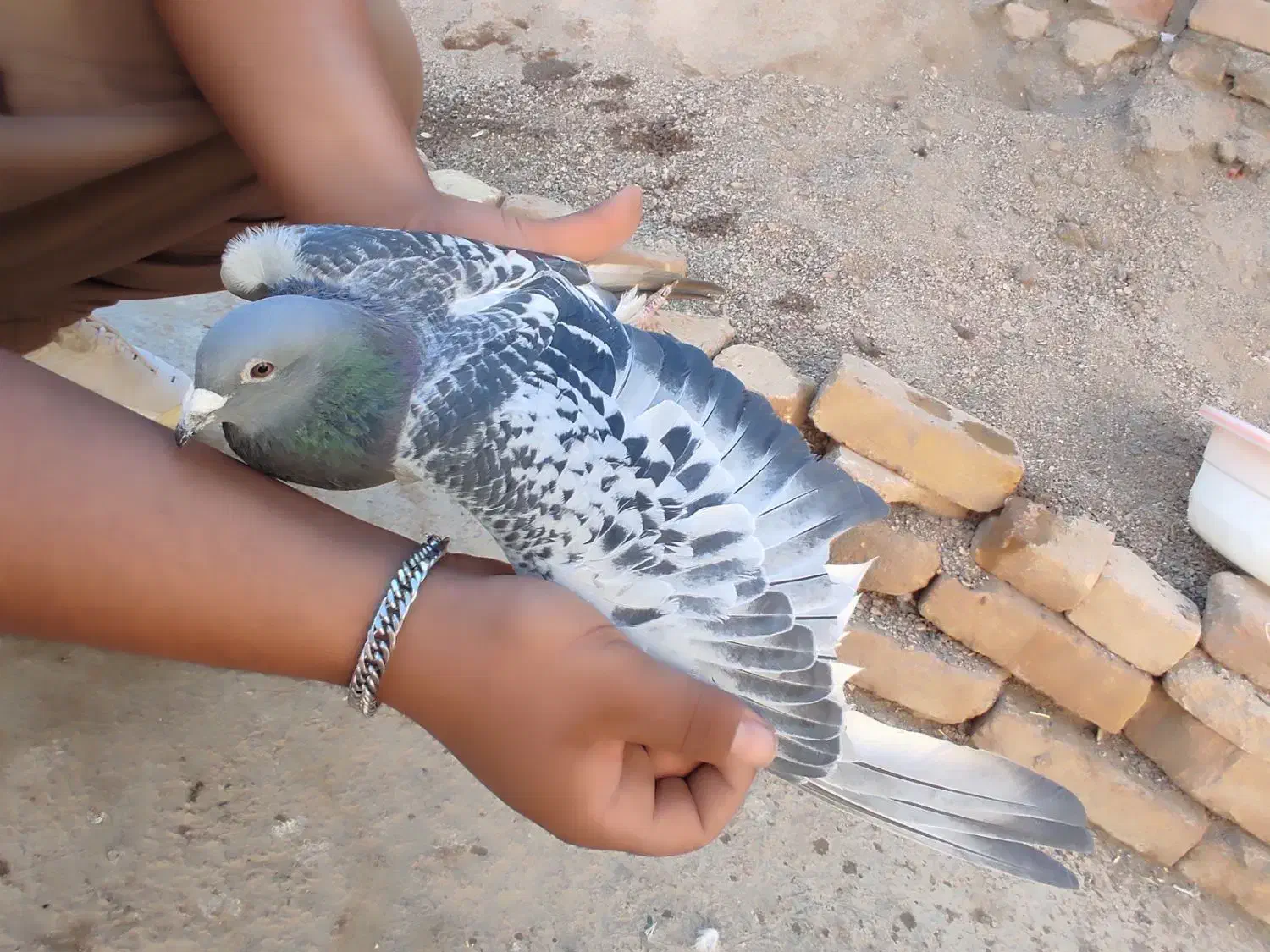 کبوتر پلاکی، کله دم‌سیاه|پرنده|شراء, |دیوار