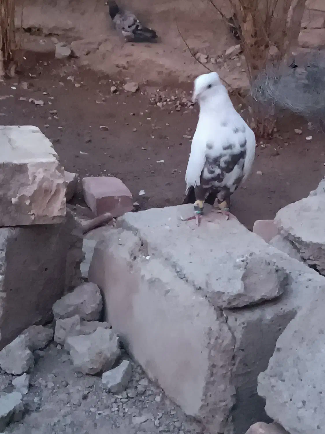 نر دمبی  عروسک|پرنده|هامون, |دیوار