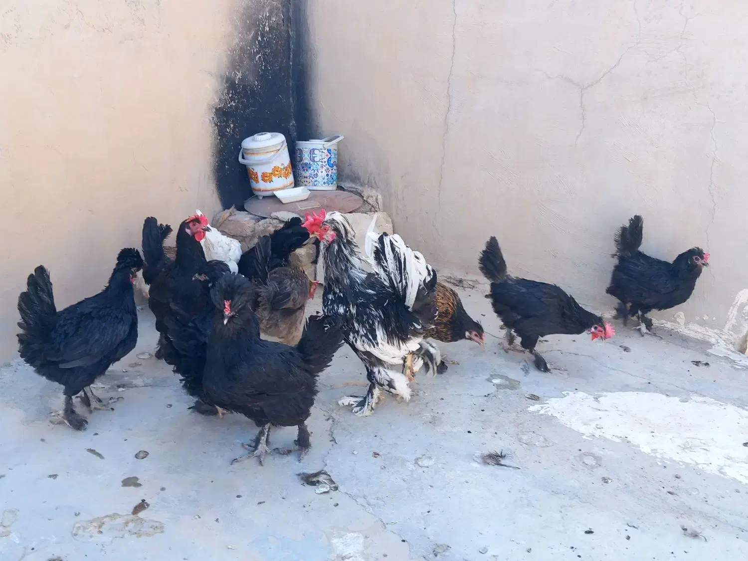 مرغ و خروس تخم گذار|حیوانات مزرعه|گراش, |دیوار