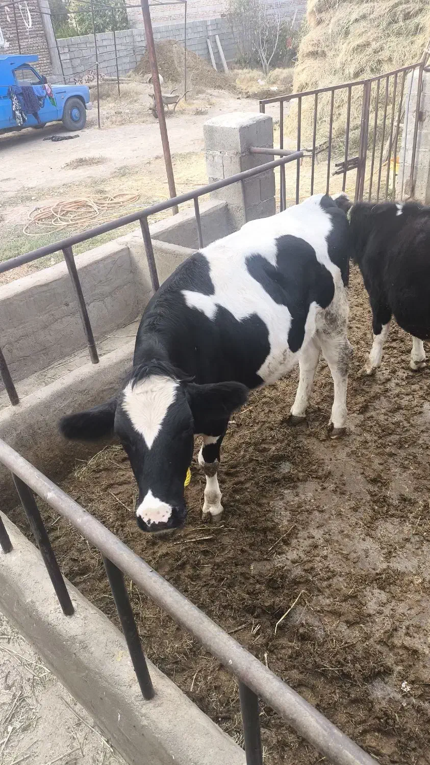 فروش گاو|حیوانات مزرعه|بکتاش, |دیوار