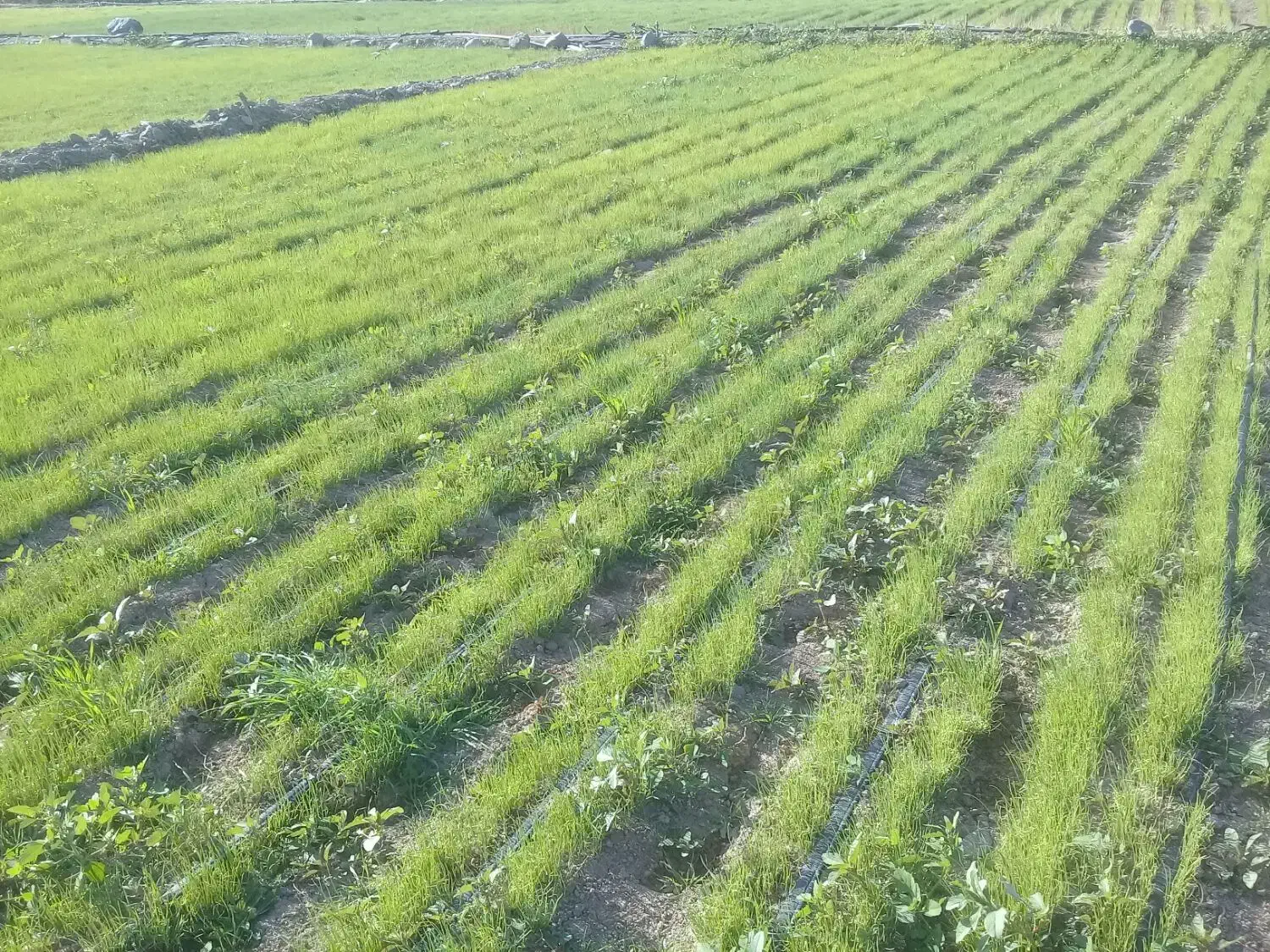 نشا پیاز سفید بذر مینرواسیوان|گل و گیاه طبیعی|درب بهشت, |دیوار