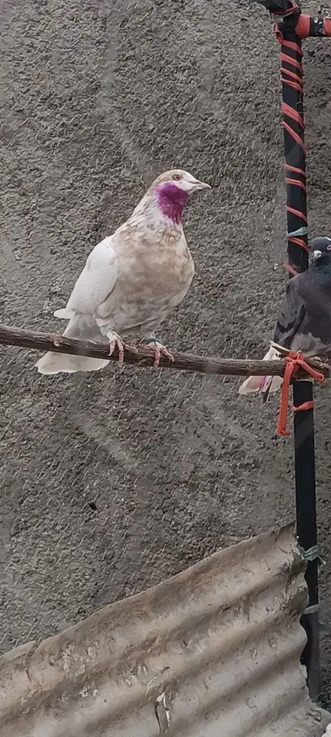 گمشده|پرنده|تهران, تختی|دیوار