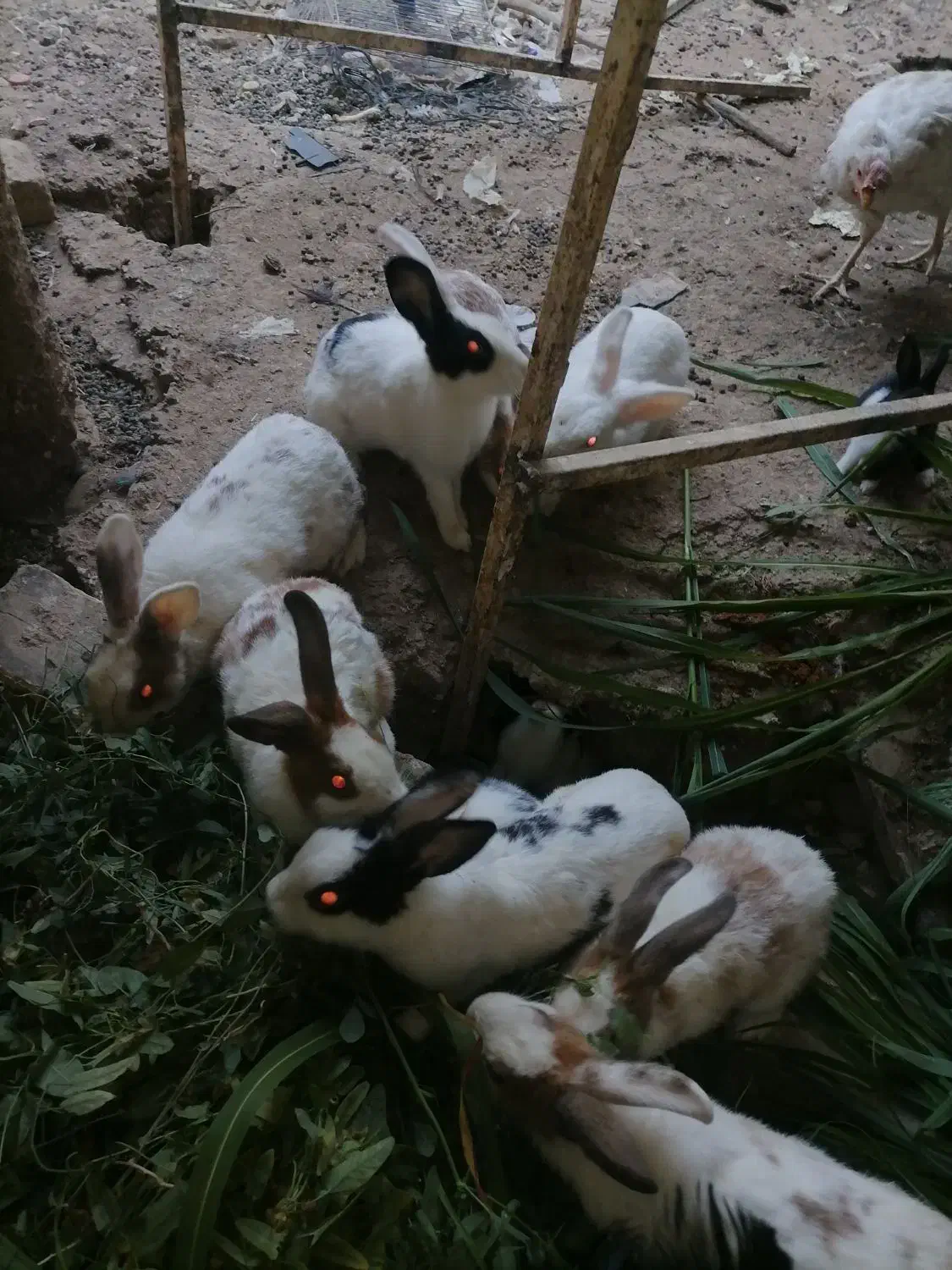 خرگوش|موش و خرگوش|شیراز, محمودآباد|دیوار