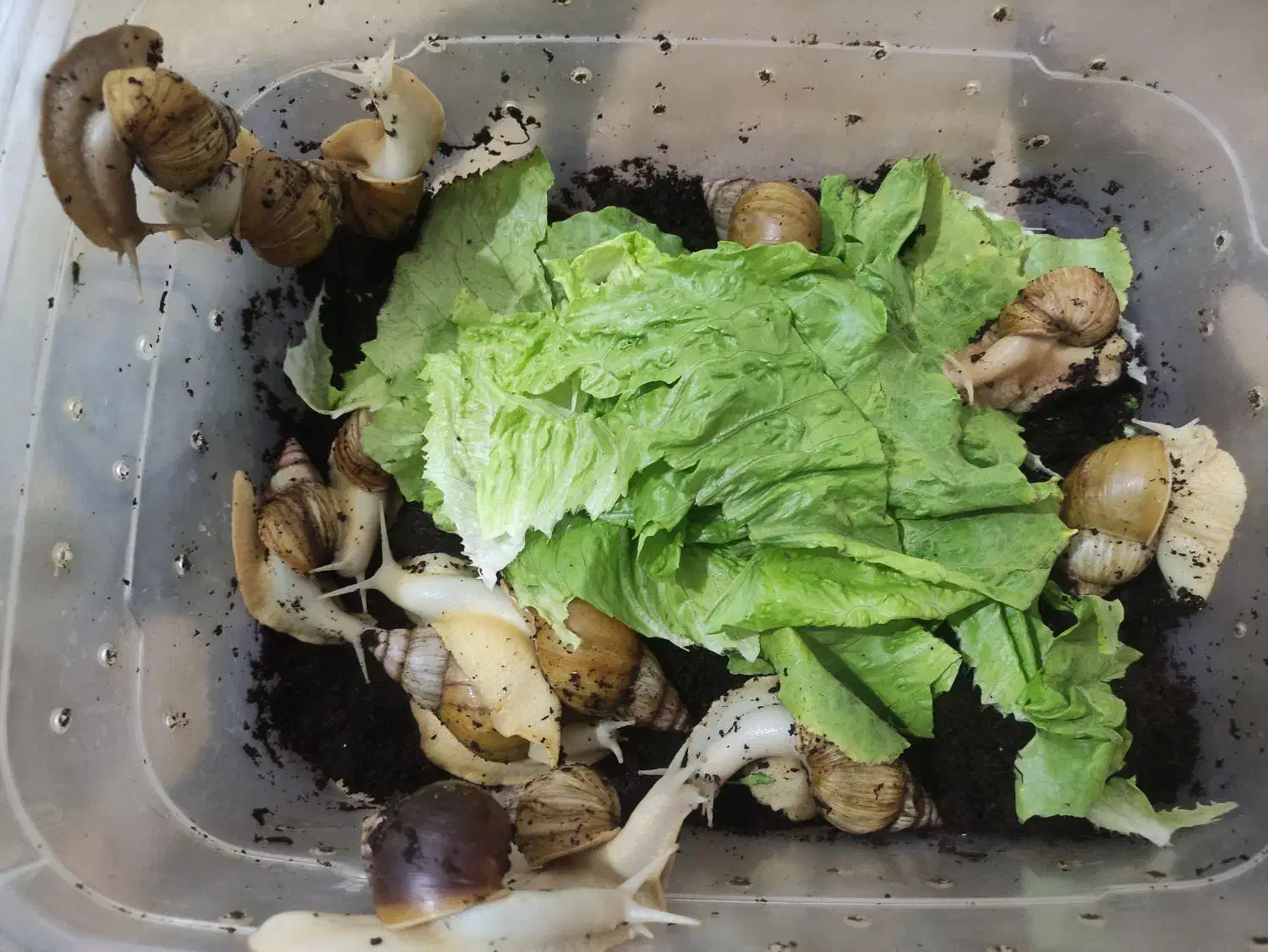 حلزون آلبینو|خزنده|ارومیه, |دیوار