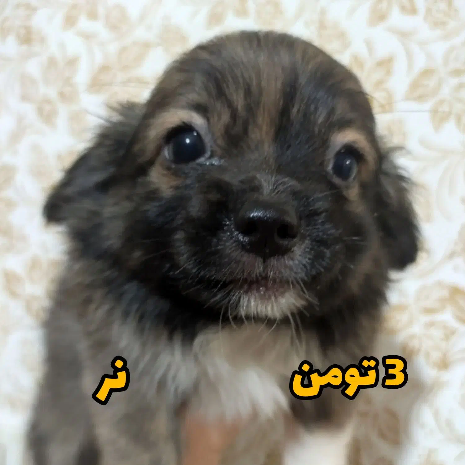 توله سگ|سگ|چابهار, |دیوار