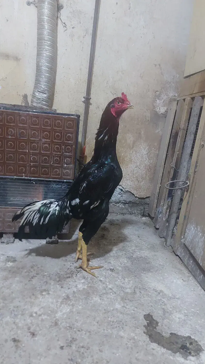 خروس لاری|حیوانات مزرعه|رشت, تازه آباد|دیوار