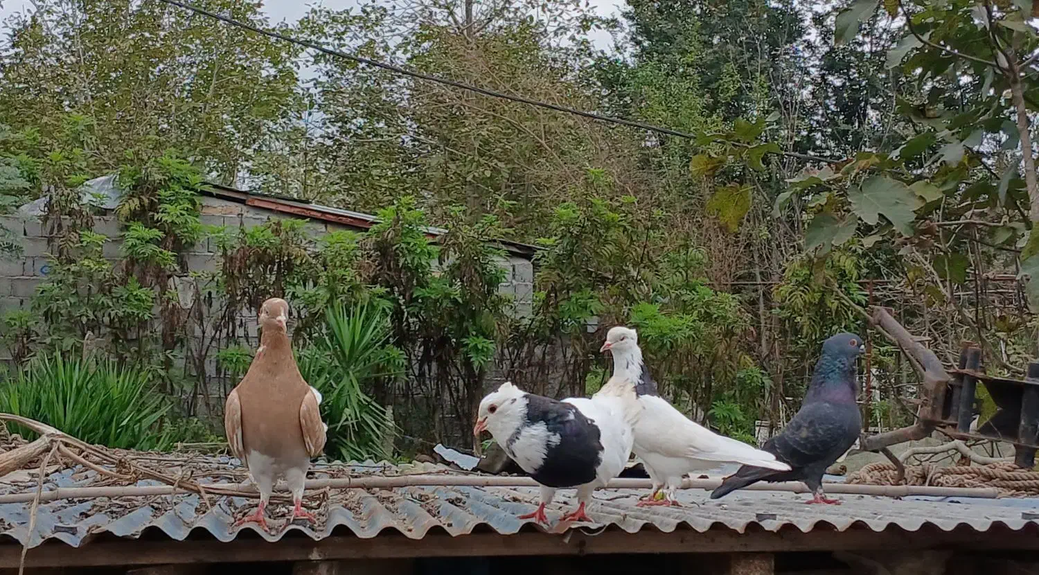 کبوتر طوقی|پرنده|سنگر, |دیوار