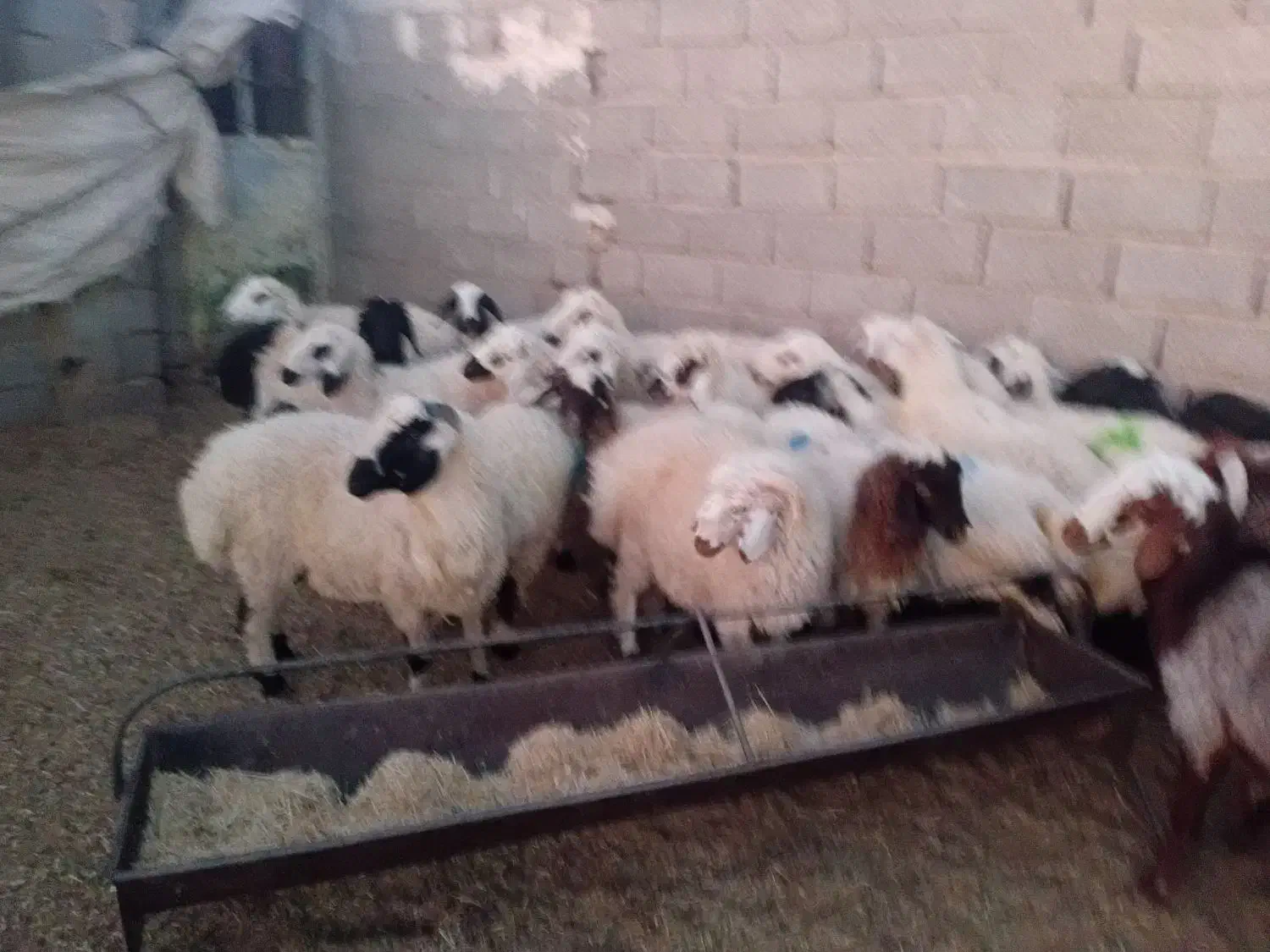 بره محلی|حیوانات مزرعه|سیرجان, |دیوار