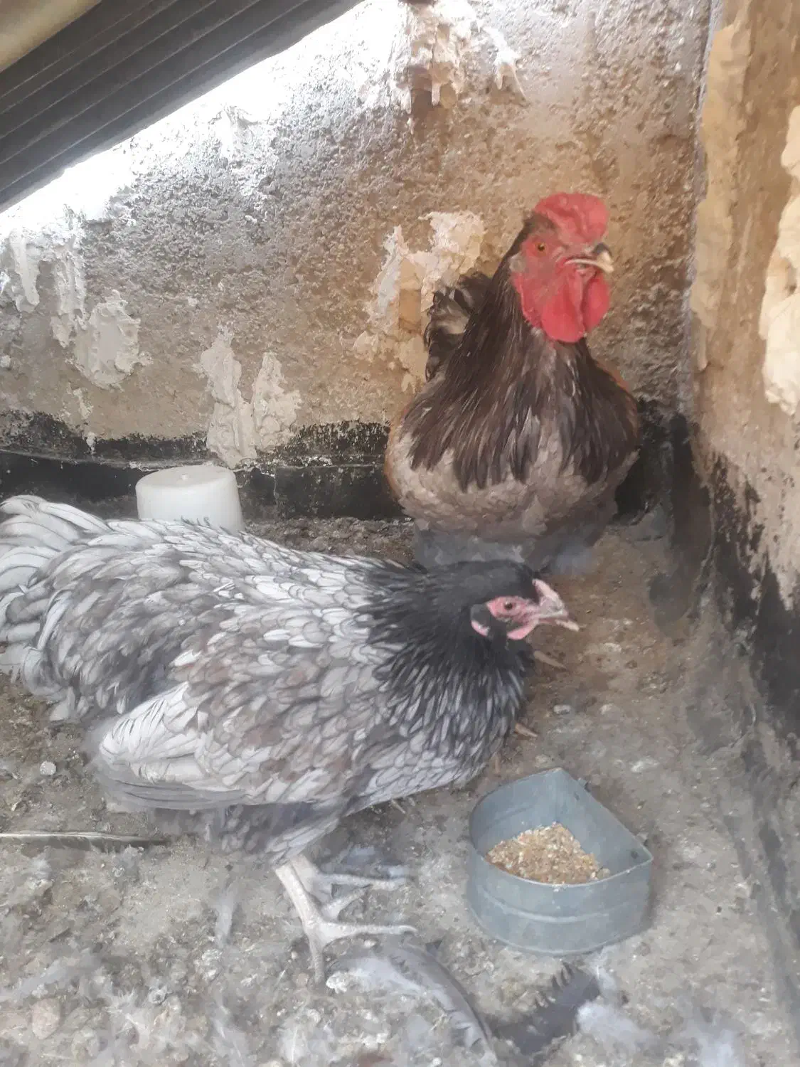 مرغ و خروس ویوندت|حیوانات مزرعه|شیراز, میانرود|دیوار