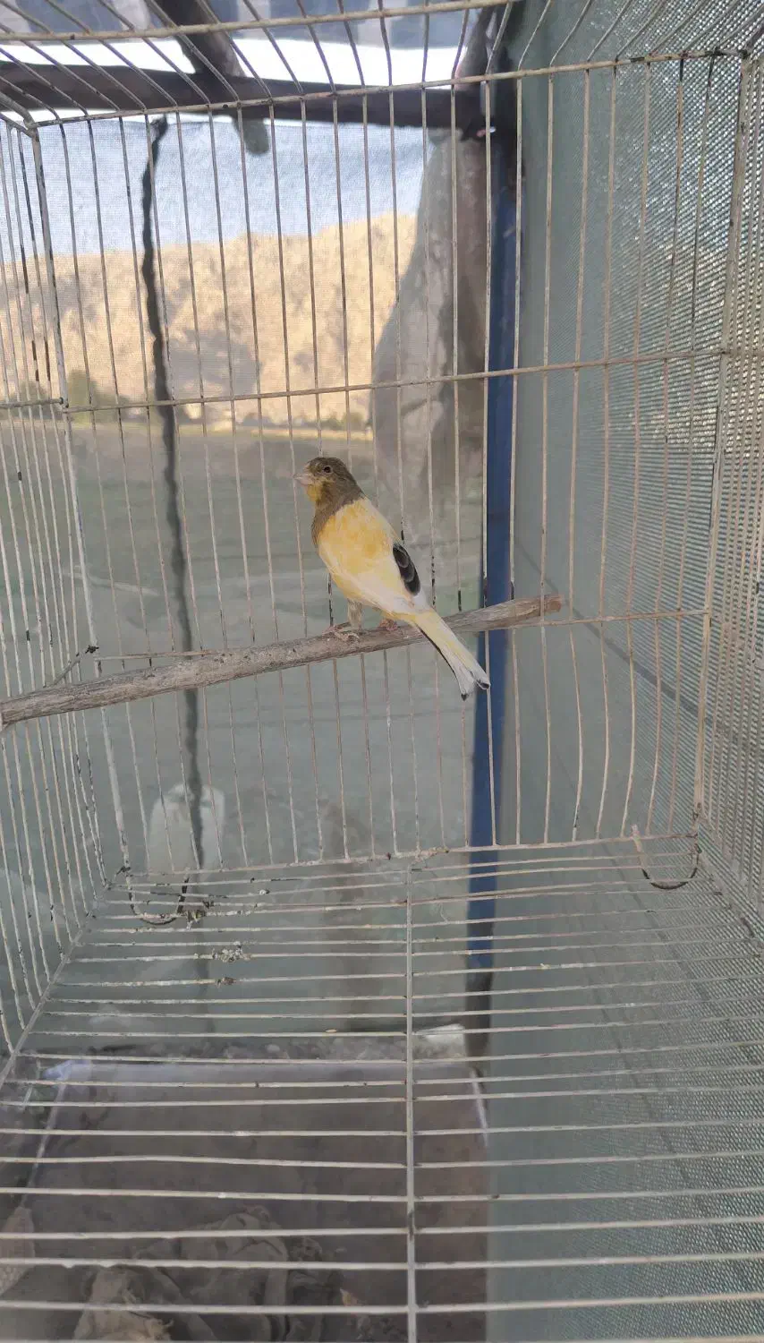 قنارینر|پرنده|کرمانشاه, |دیوار