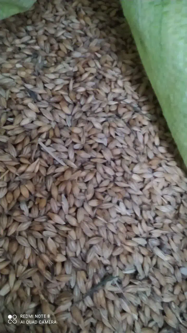 جو بذری|گل و گیاه طبیعی|گالیکش, |دیوار