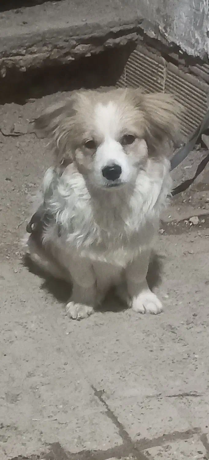 سگ اشپیتز،دوساله|سگ|شهرکرد, |دیوار