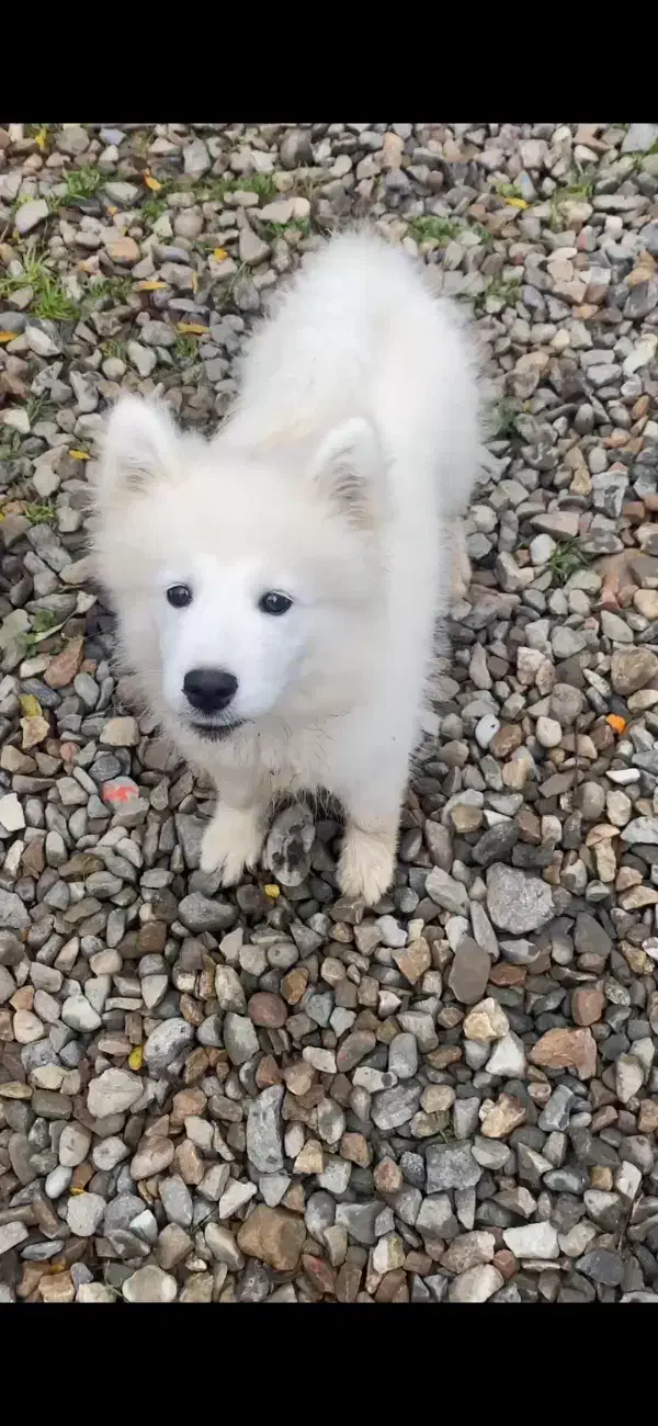 سگ سامویید|سگ|رشت, علی آباد|دیوار