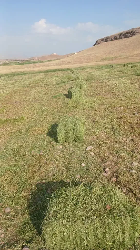 خریدار یونجه وعلف|خدمات باغبانی و درختکاری|ارومیه, |دیوار