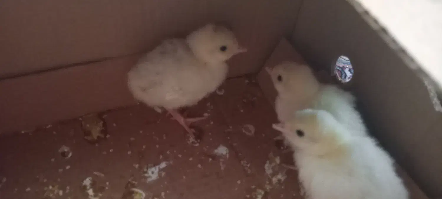 جوجه بوقلمون|حیوانات مزرعه|آران و بیدگل, |دیوار