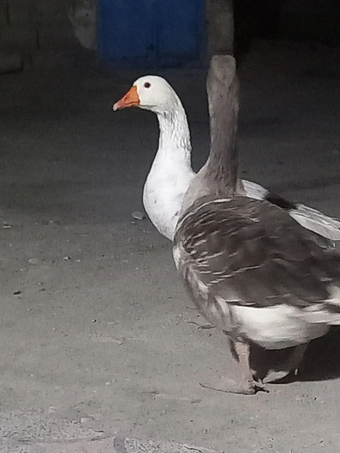 غاز|حیوانات مزرعه|رودان, |دیوار