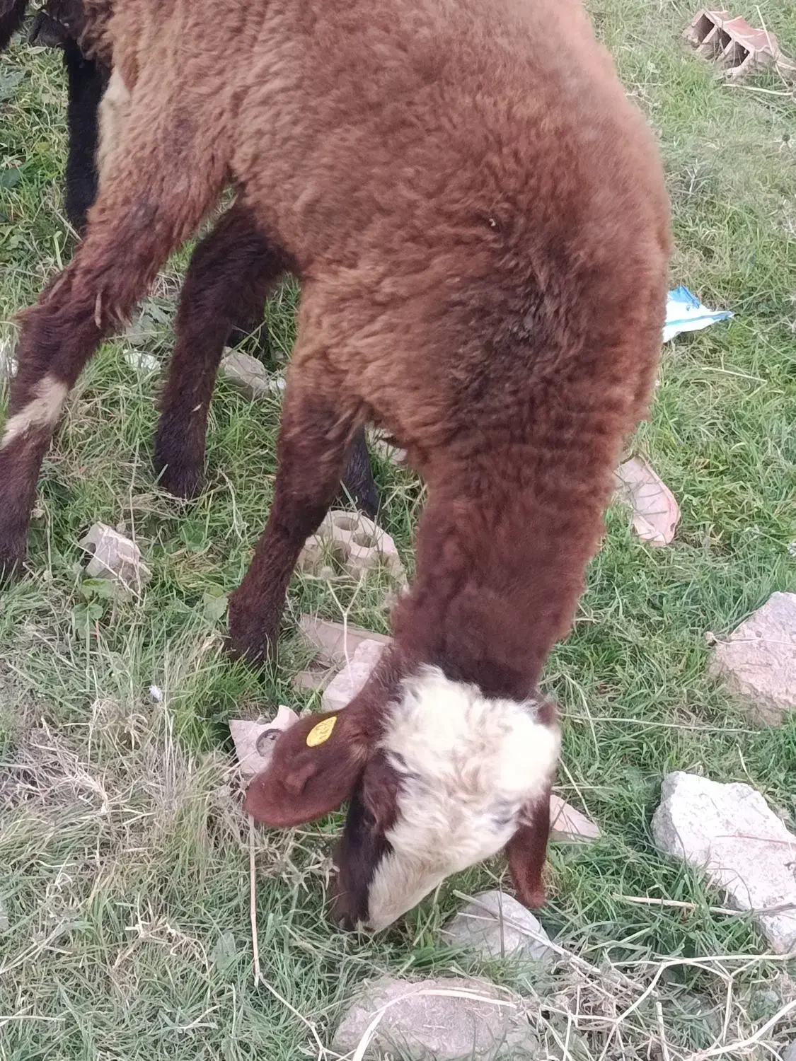 گوسفند نسل دوقلو زا|حیوانات مزرعه|فاضل آباد, |دیوار