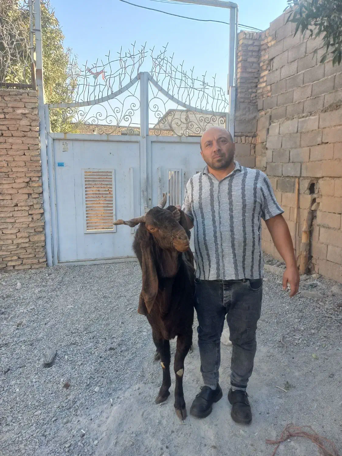 یک راس نربز پاکستانی|حیوانات مزرعه|خاوران, |دیوار