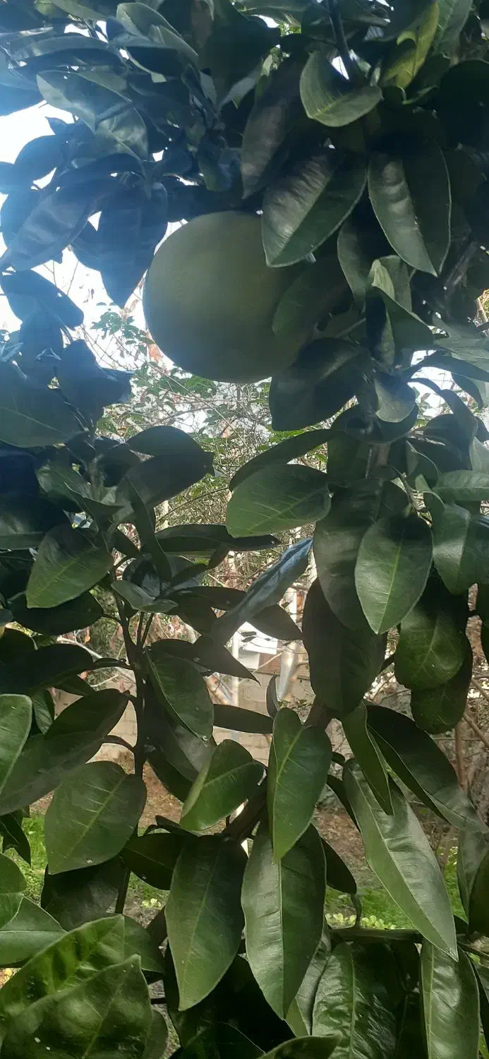 نهال بادرنگ(بالنگ)|خدمات باغبانی و درختکاری|رشت, رودباری|دیوار