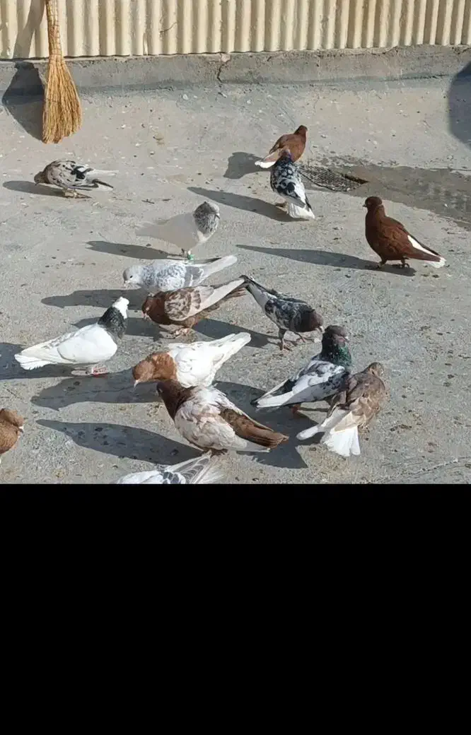 رنگه جوجه بوم|پرنده|بجنورد, |دیوار