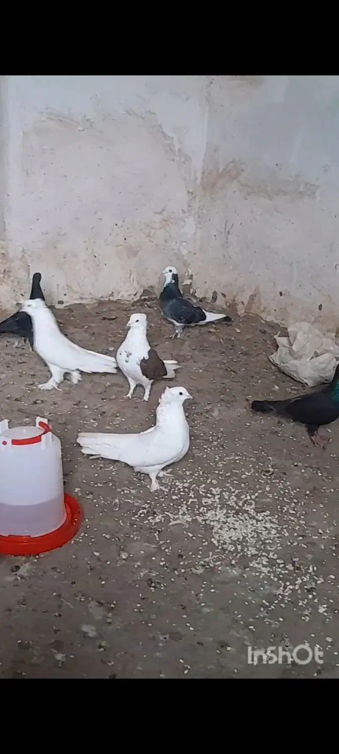 ۱۰ عدد کبوتر خوشگل|پرنده|کالپوش, |دیوار