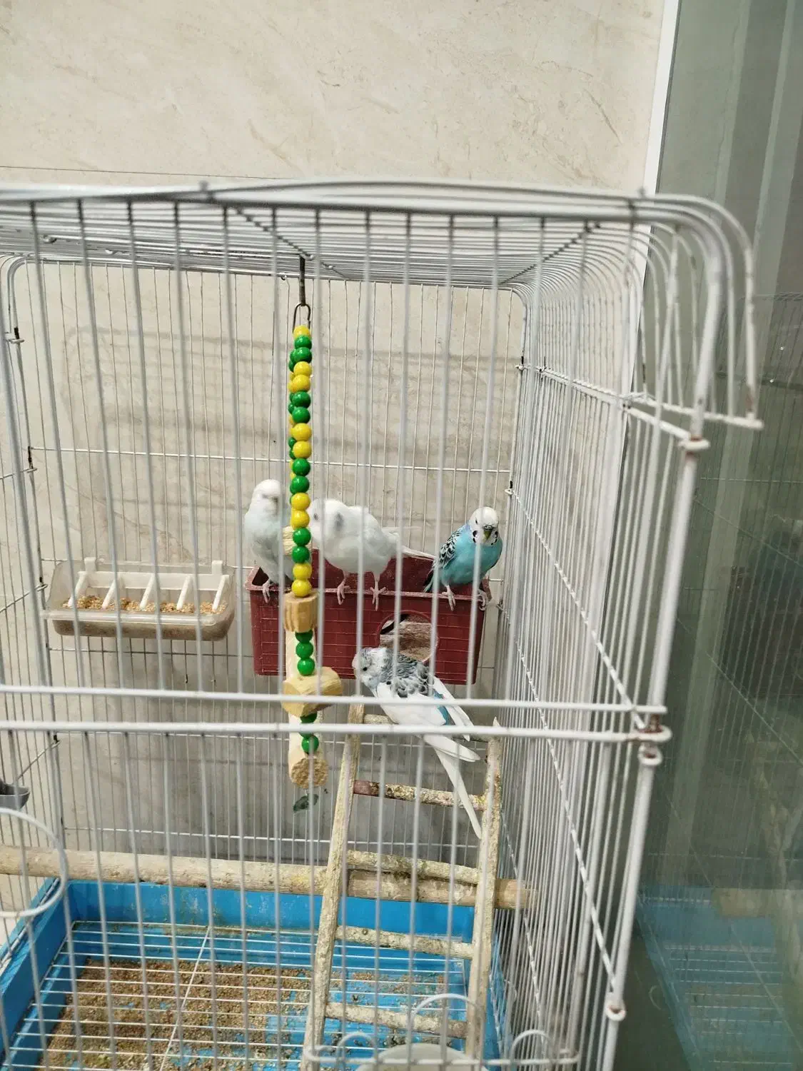 مرغ عشق|پرنده|سیرجان, |دیوار