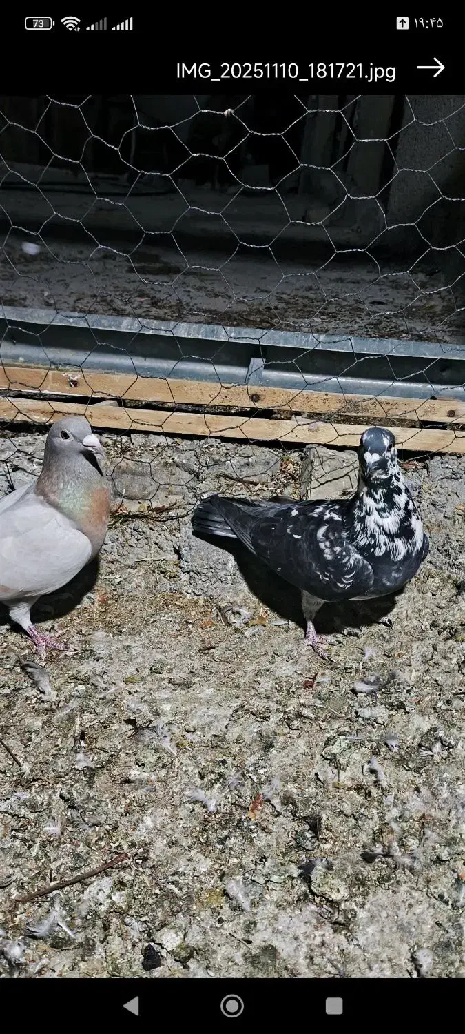 کبوتر پلاکی ماده|پرنده|شیراز, کوشک بیدک|دیوار