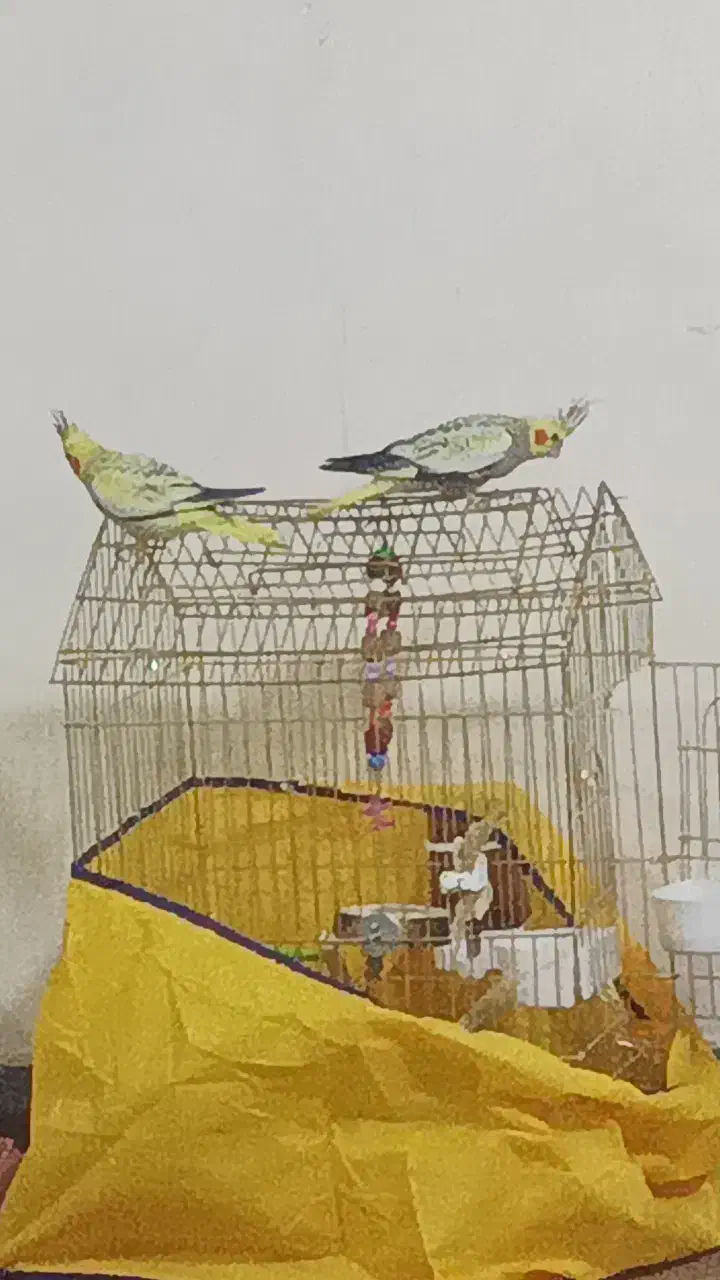 طوطی عروس هلندی بچ|پرنده|مریوان, |دیوار