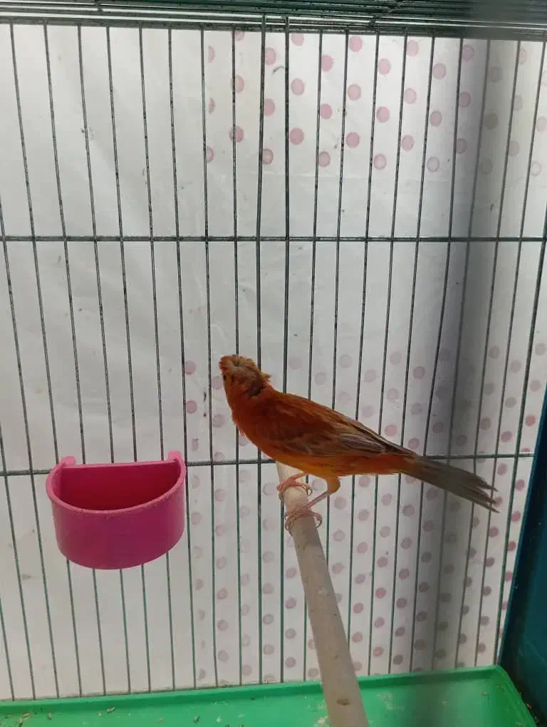 قناری|پرنده|کرمان, |دیوار