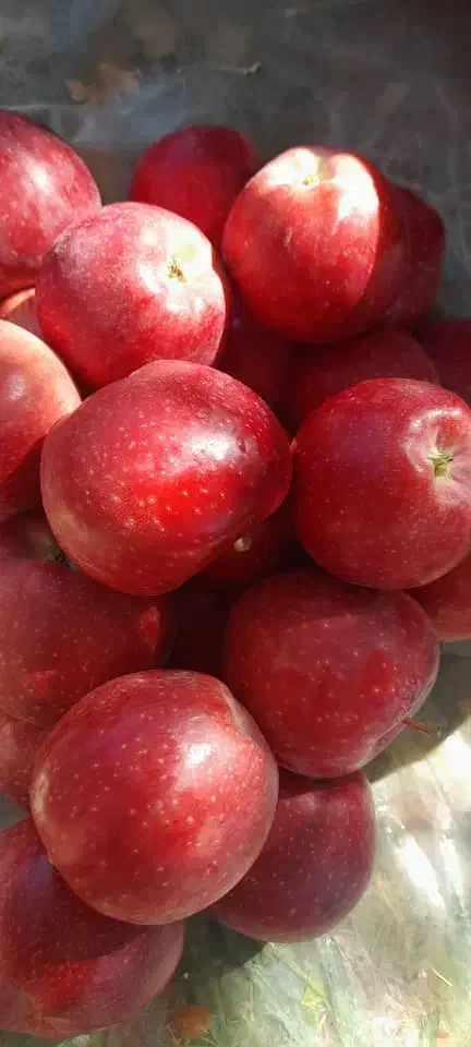 فروشنده سیب قرمز|خوردنی و آشامیدنی|فارسان, |دیوار