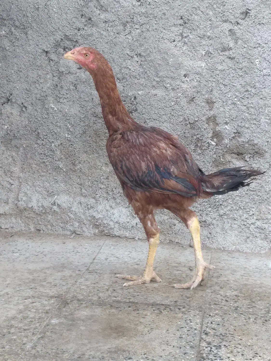 یک جفت مرغ خروس لاری|حیوانات مزرعه|رزن, |دیوار