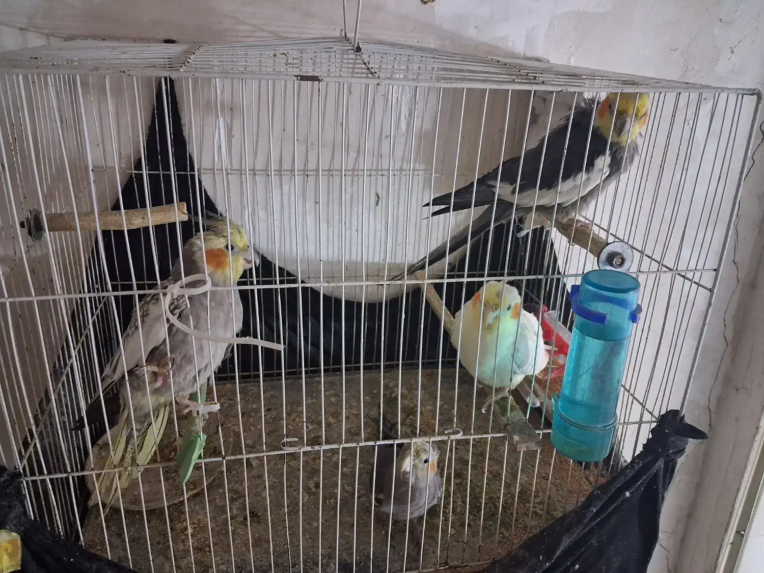 عروس هلندی|پرنده|فاروج, |دیوار