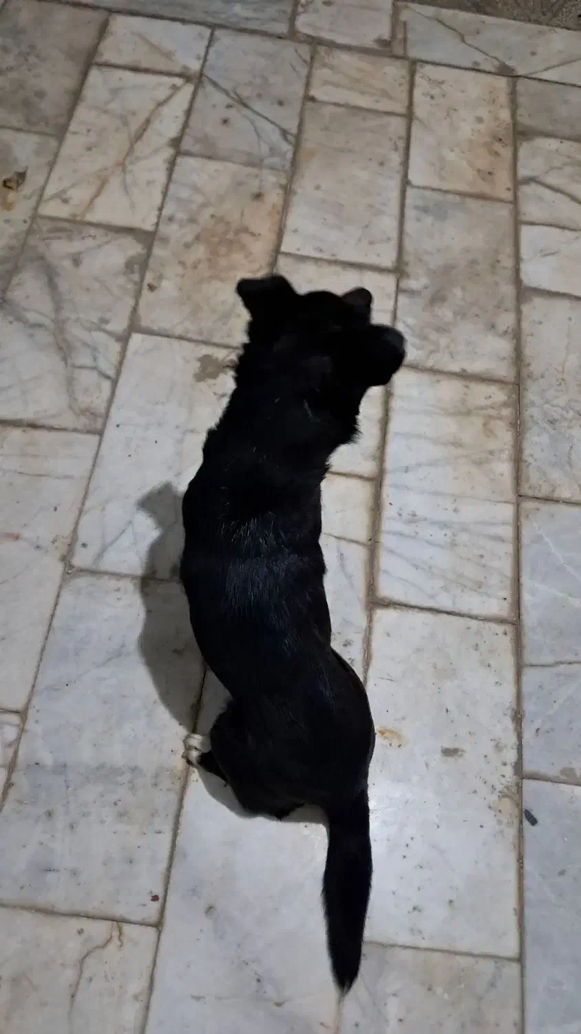 سگ...|سگ|مشهد, خرم آباد|دیوار