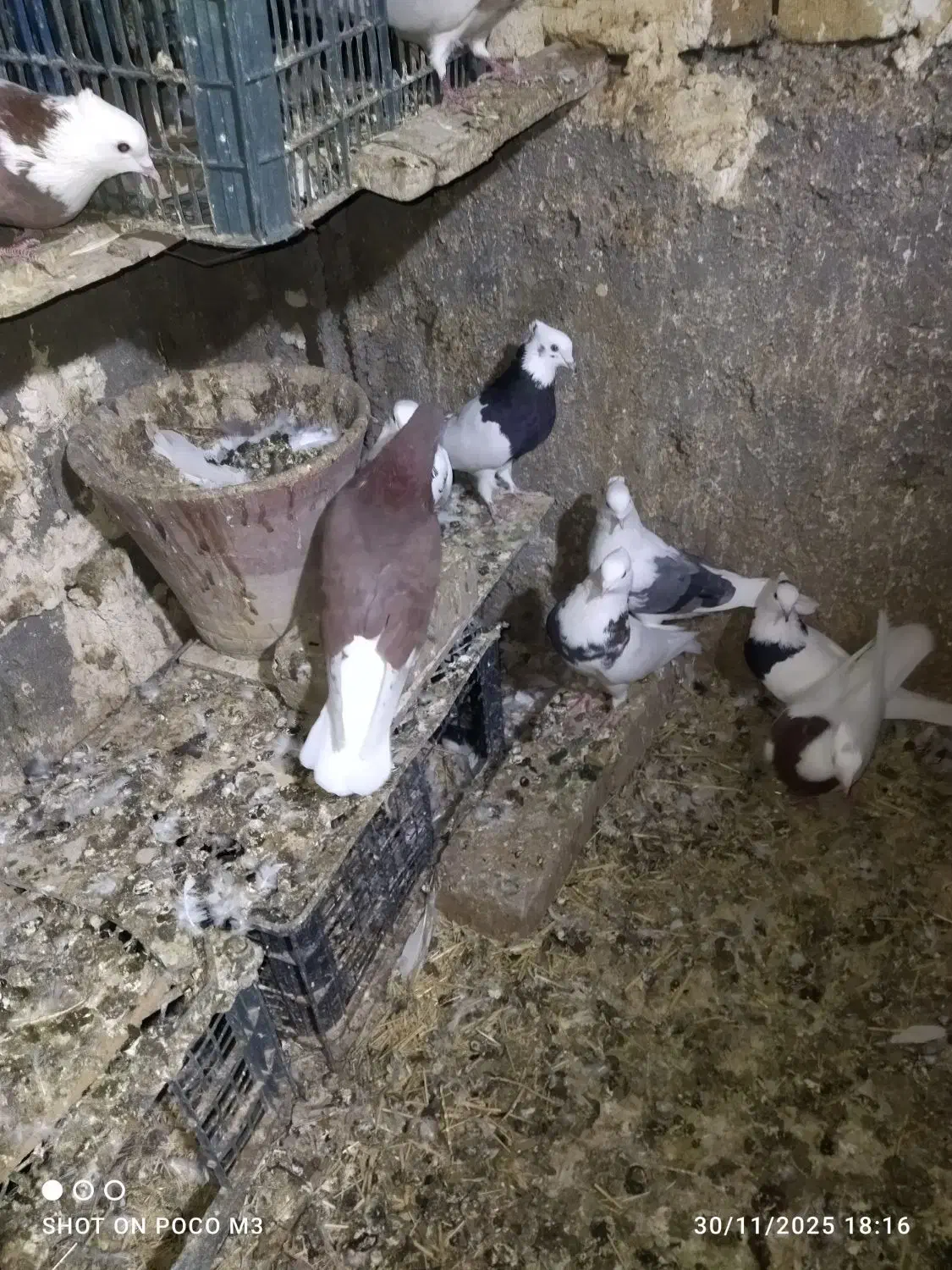 کبوتر پرشی وطوقی|پرنده|قروه, |دیوار